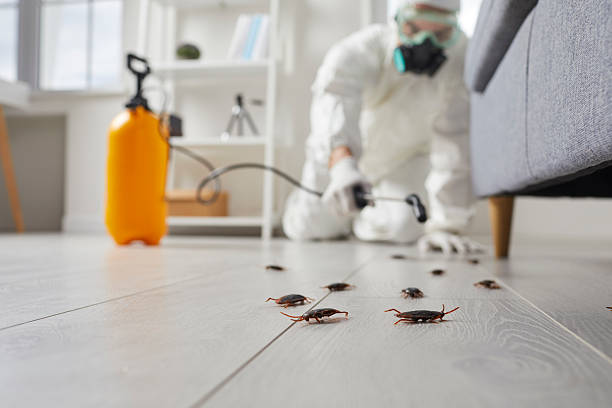 Commercial Kitchen Cockroach Control in Camilla
